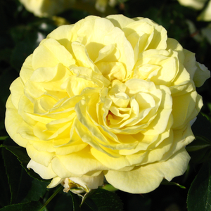 žuta boja - Ruža - Solero ® - Narudžba ruža
